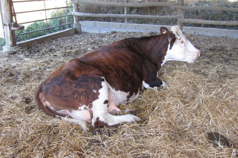 Ferme Ceres – vache