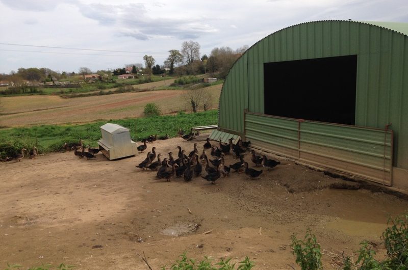 Ferme Lebasque – les canards