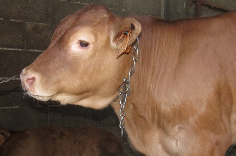 Fermes Ceres – veau