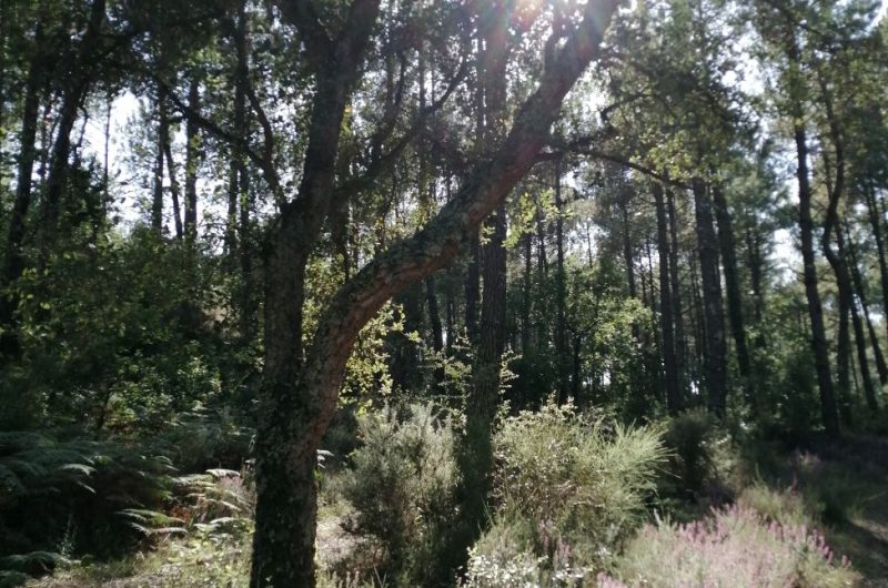 Foret chene liege soustons