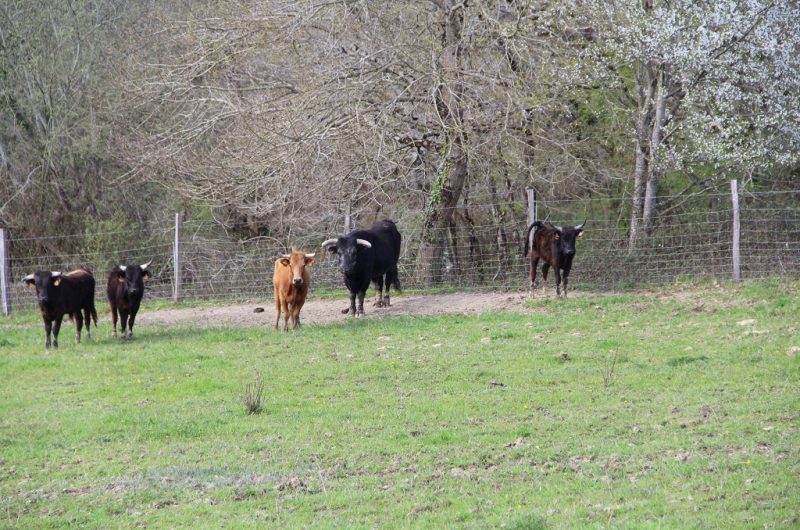 Ganaderia-Bodus—Poyanne—Toros