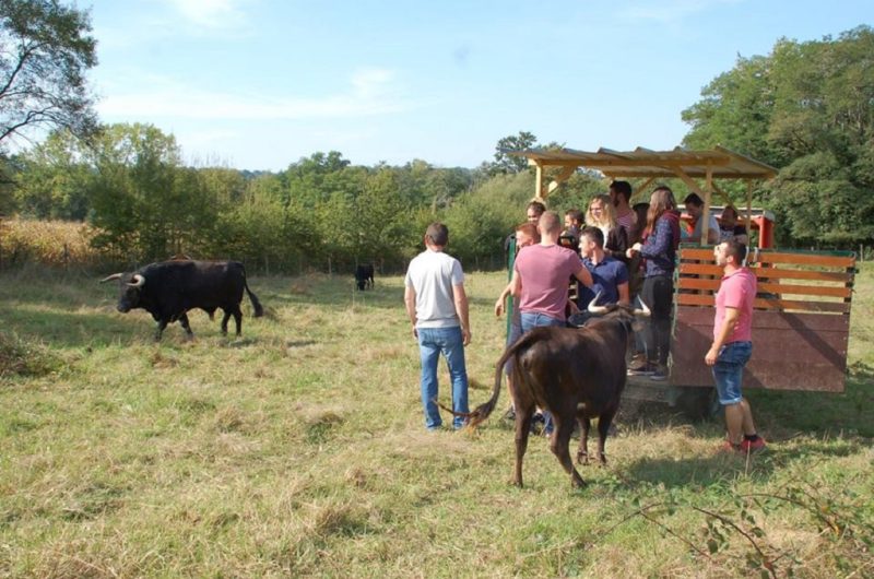 Ganaderia-Bodus—charrette