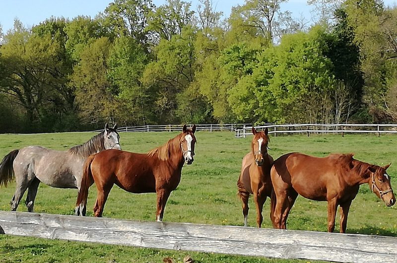 IMG_20190409_131856_312