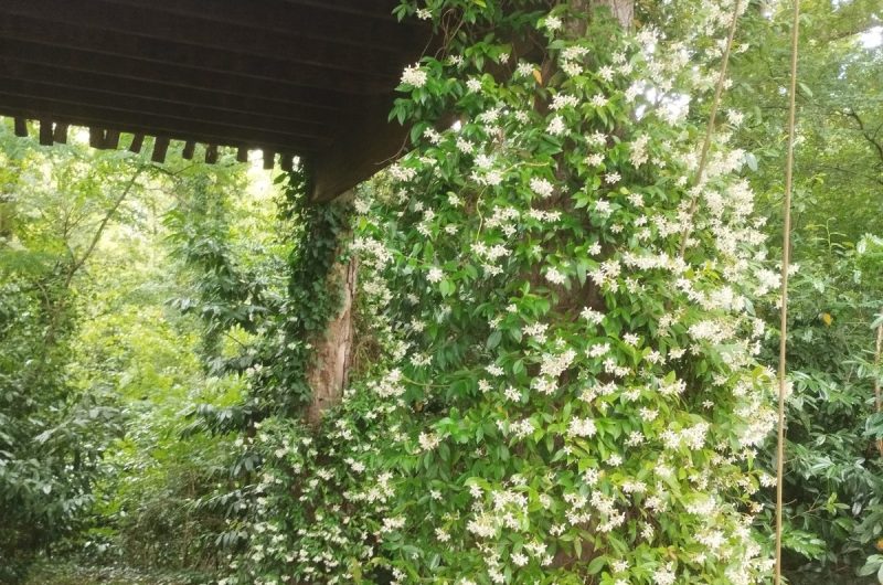 Jasmin papyjotte 2025 ©Hayet