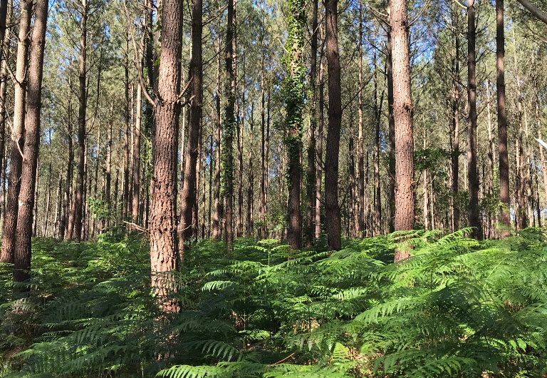 A Linxe, circuit du Moulin de Binaou