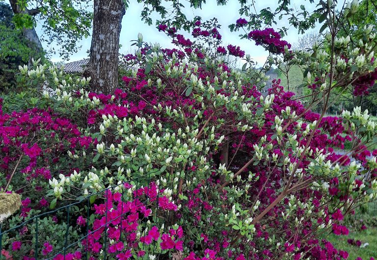 LINXE_Jardin Marguerite (8)