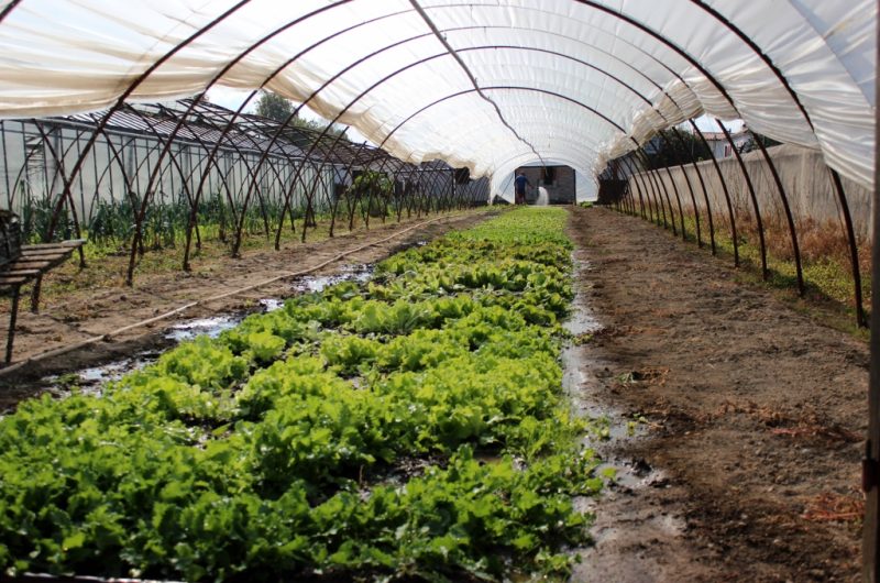 Laplace Christian Maraîcher (1) (1024×683)