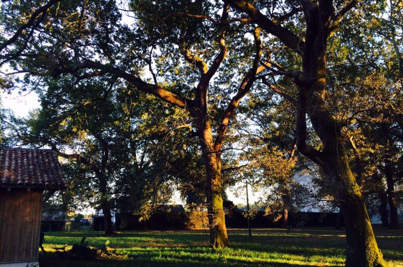 Le bois de chênes de l’airial