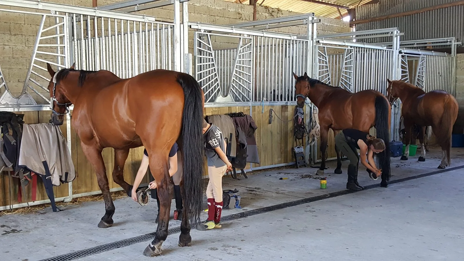 Léon_EcuriesMont Royal (2)