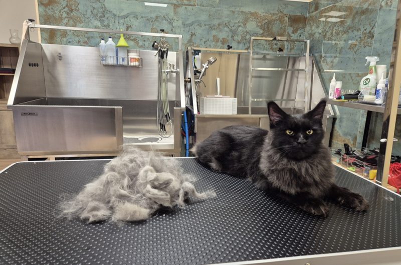 Les baigneurs canins Molietsetmaa 2025-2@OTI_LandesAtlantiqueSud