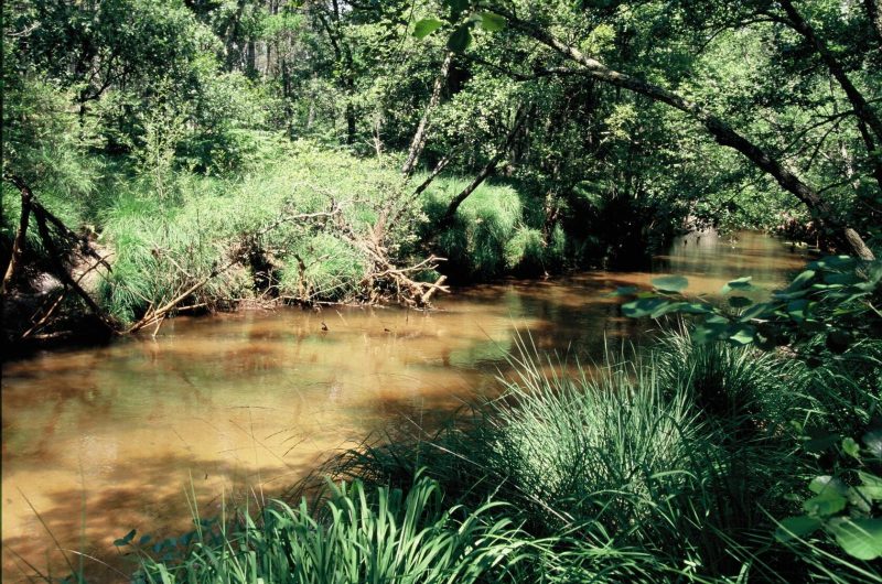 Grande Leyre landaise de Commensacq à Pissos