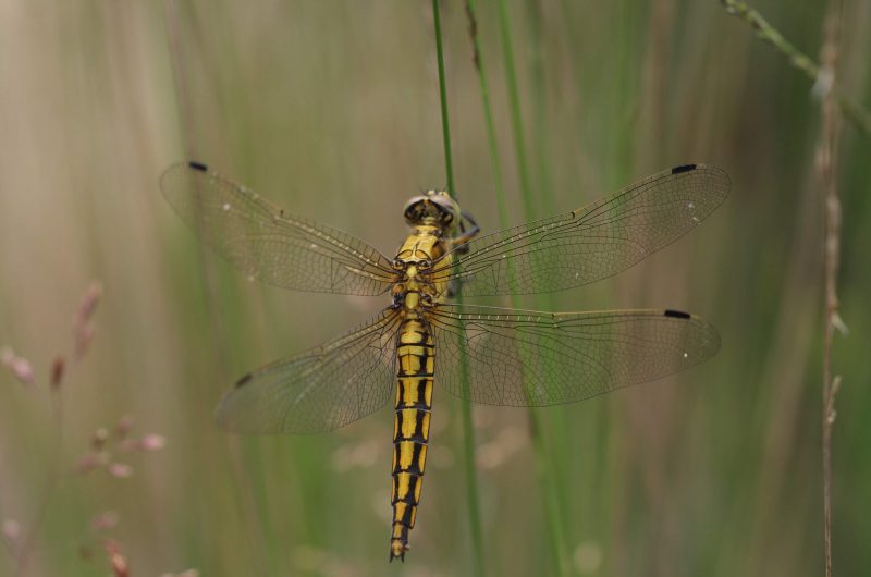 Libellule-Orthetrum-06-David-SAUTET-PNRLG-3
