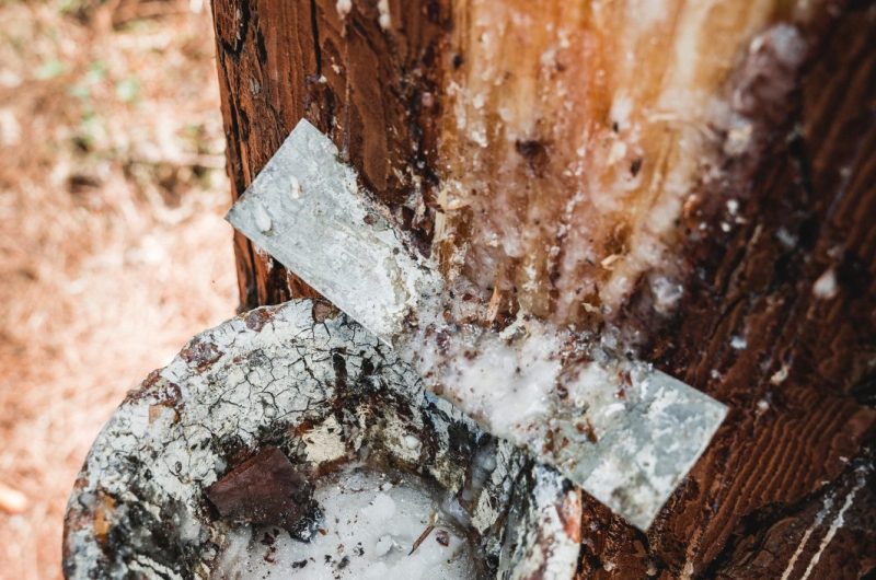 Marquèze_2022-1158-YOHAN_ESPIAUBE