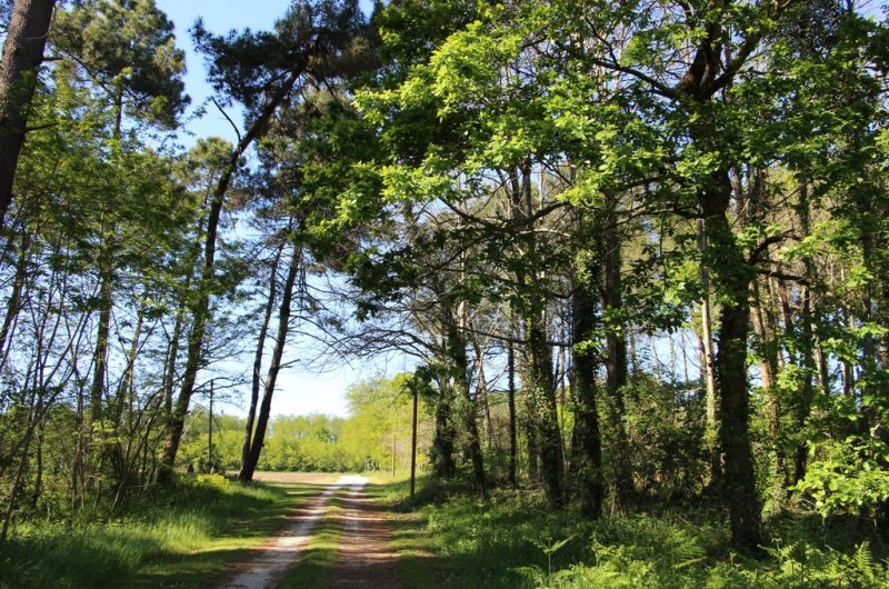 Micon Véronique (21)