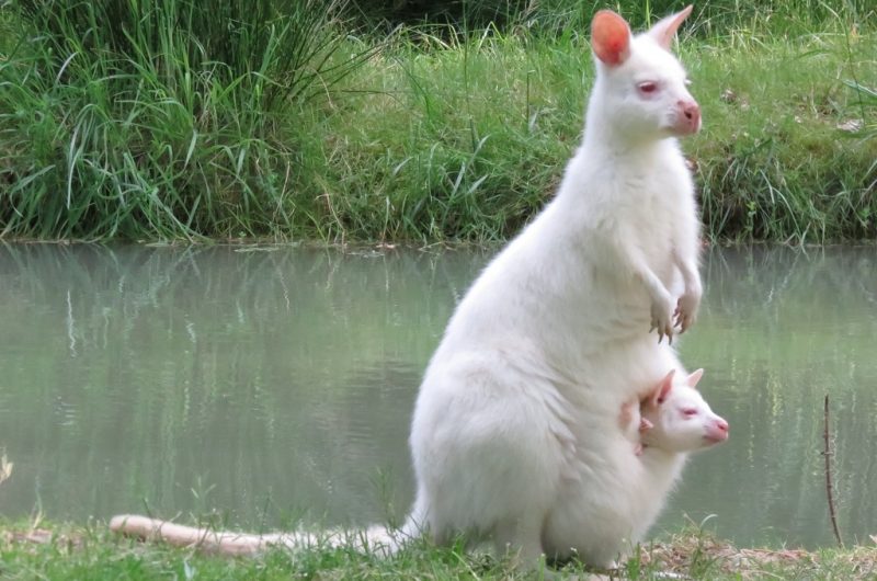 Moulin-Site-Wallabies-b42917c8b3bc48358eb791f373860c87