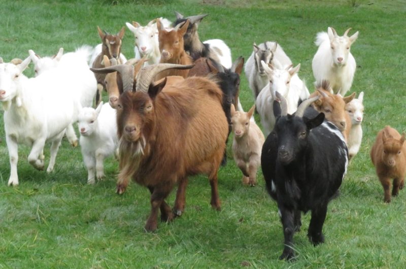 Moulin de Poyaller – troupeau chèvres naines