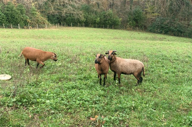 Mouton du Cameroun Maison Mirabelle ©OTC