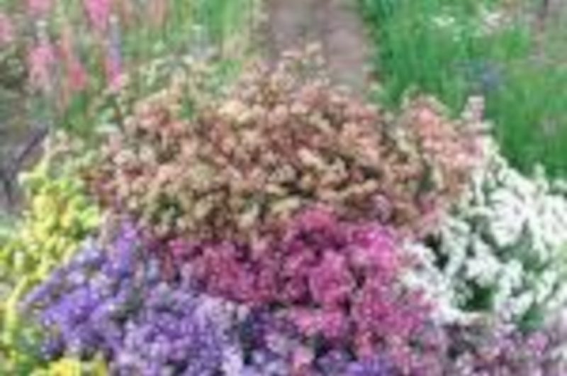 OTPT_Atelier_fleurs_séchées_01