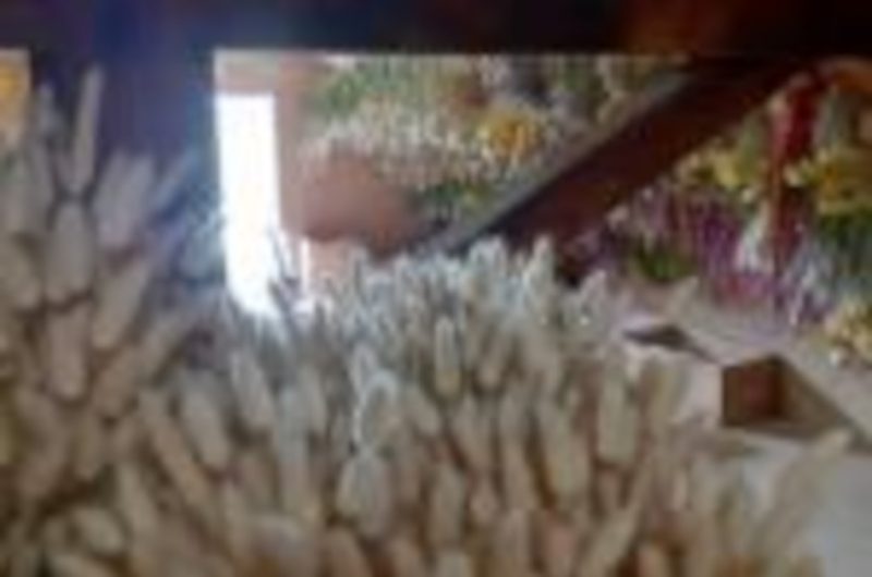 OTPT_Atelier_fleurs_séchées_04