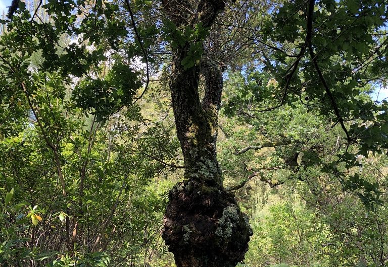 A Labenne, Circuit des Arbres remarquables