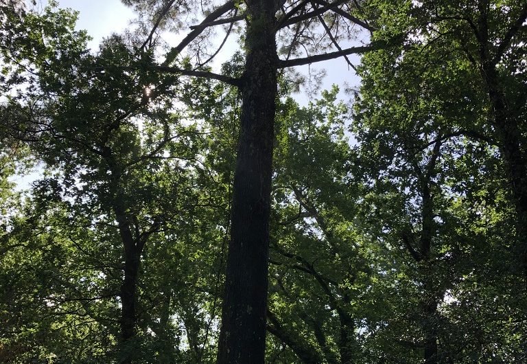 A Labenne, Circuit des Arbres remarquables