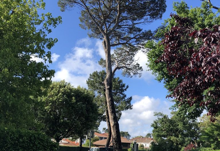 A Labenne, Circuit des Arbres remarquables