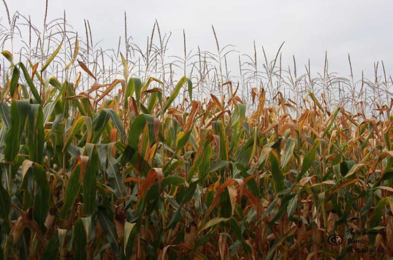 Photo produits PARIS par Bernard 385