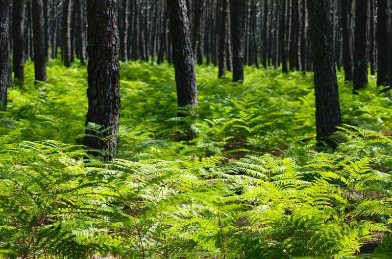 SABAROTS-VALERIE–18-