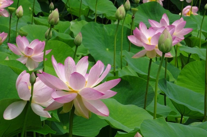 STJU_Vieuxmoulin_nenupharTS