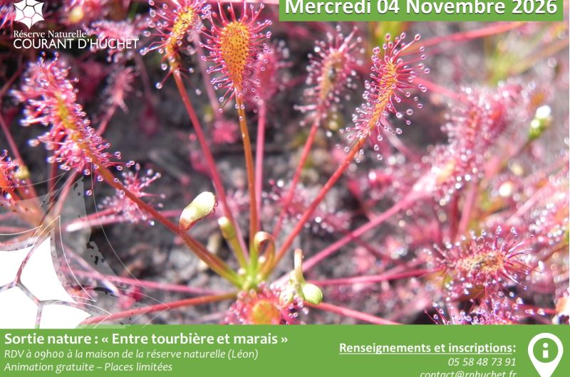 Sortie Tourbière et marais – 2026