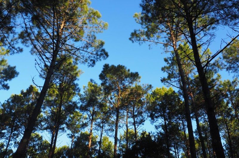 V-G O.I.T Mimizan (356)