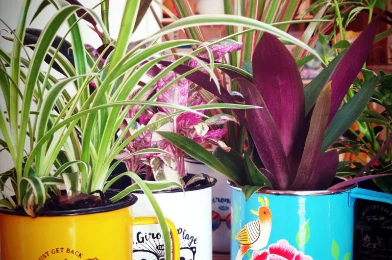 VSG_Salvador Melo (5)