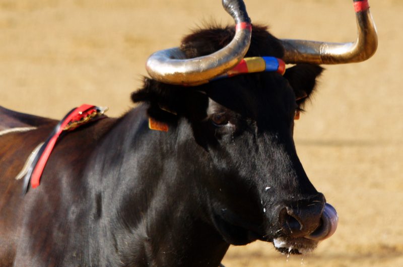 Vache Ibaneza n°2 – Copyright Céline LAFFARGUE