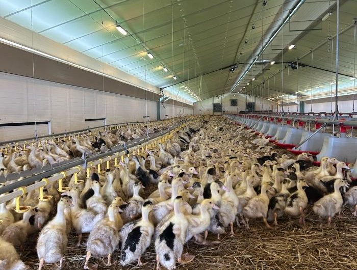 abbb7b2b-efdf-42f7-8f8e-37846b75d319-700×933