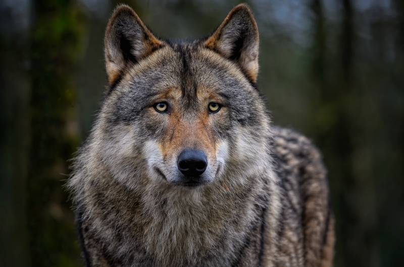 ambquinn-wolf-8142720