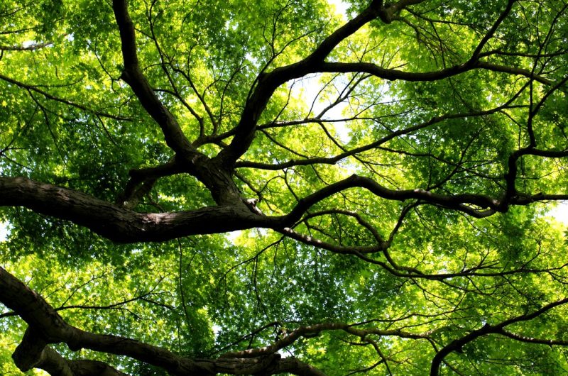 arbres-expo-nature-tarnos