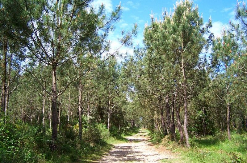 Forêt de pins 6 km-Ondres-Circuit rouge