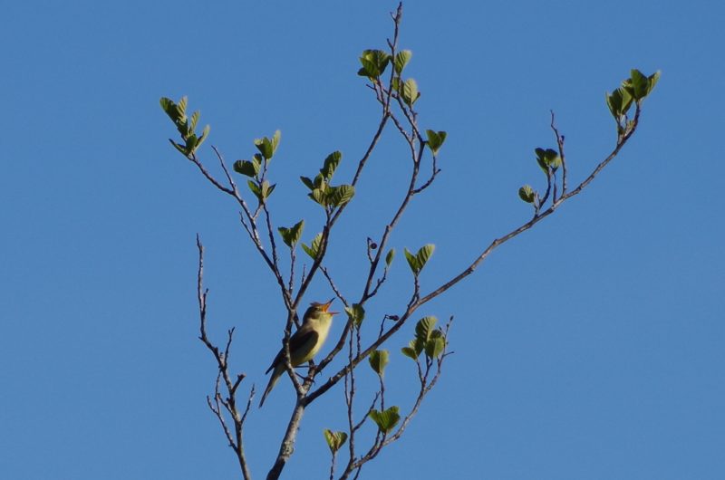 balade-oiseaux-catherine-kwasniewski-sainte-eulalie-born