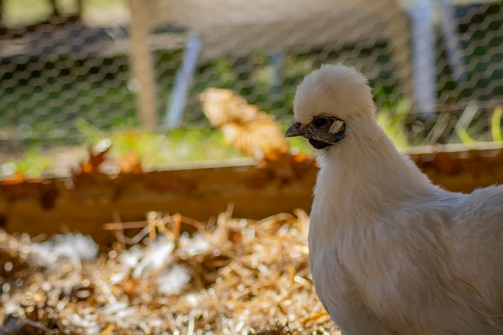 cabane pilotis hebergement insolite avec poulailler (1)