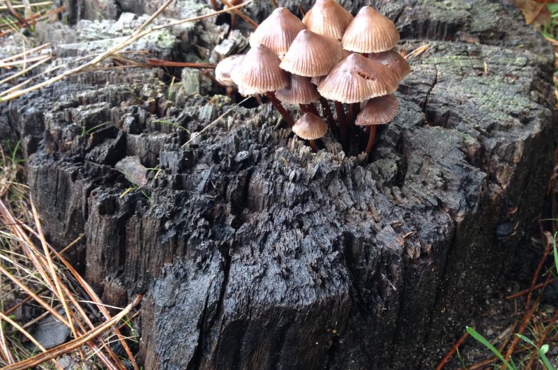 champignons-catherine-kwasniewski-3