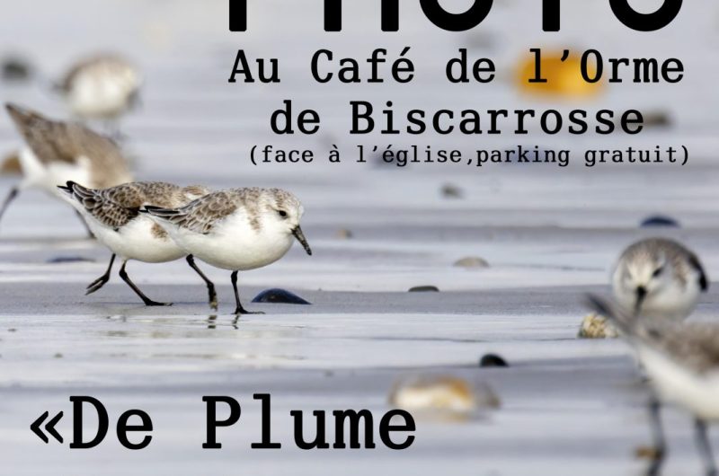 expo-photo-Marius-Cafe-de-l-Orme-avec-le-SDGL
