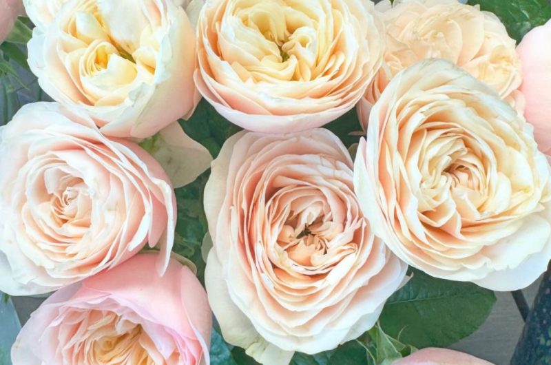 fleurs et tentations- soustons-les roses