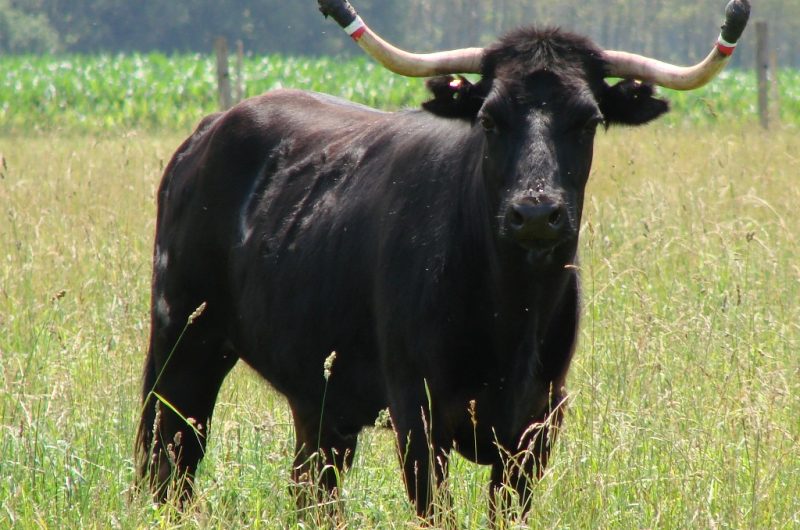 ganaderia–1–pour-TIS