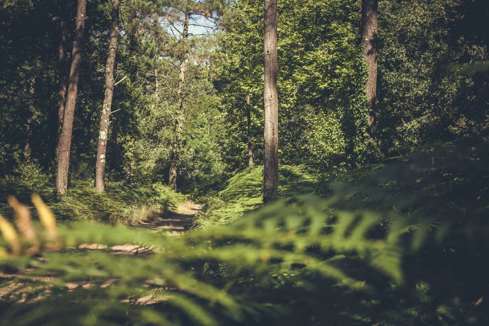 Circuit entre fleurs et forêt