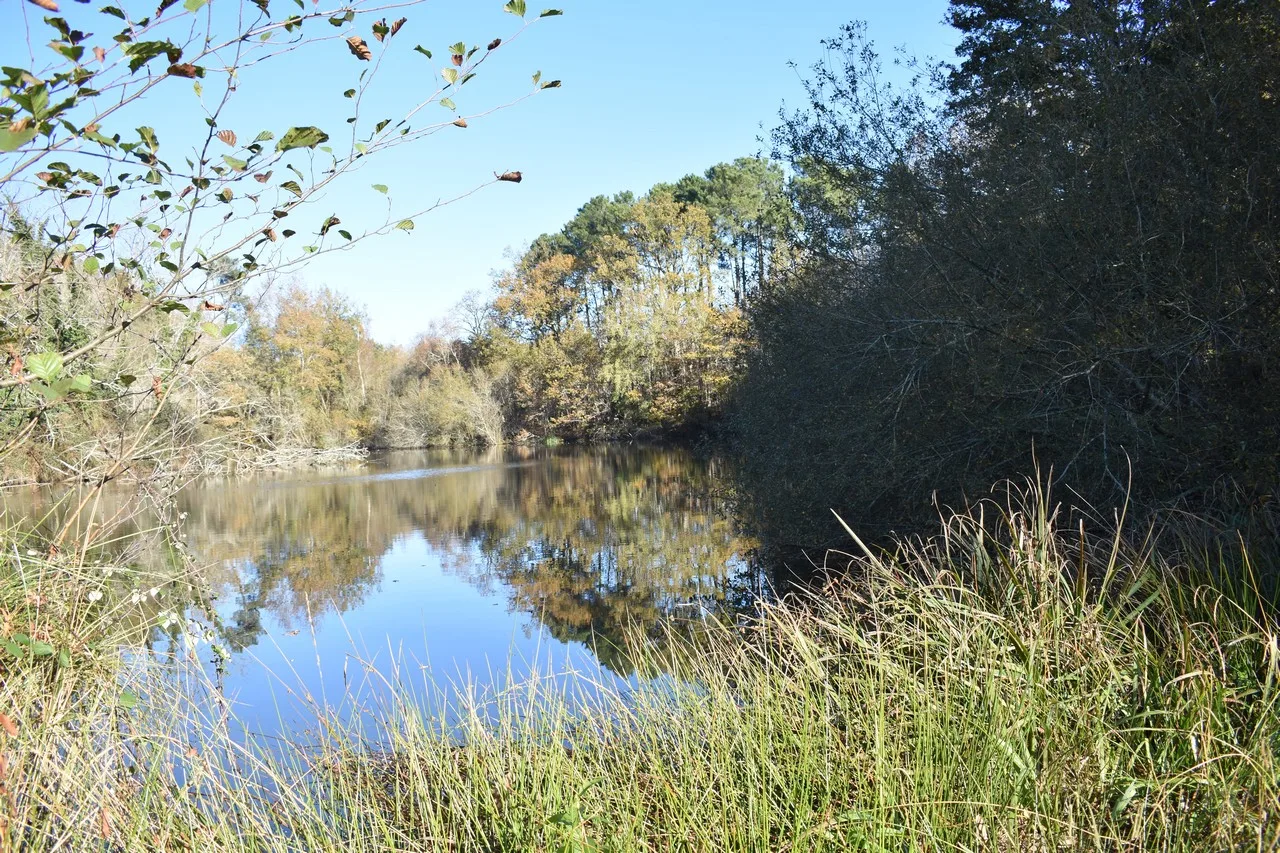 sabaille (2) – réduit