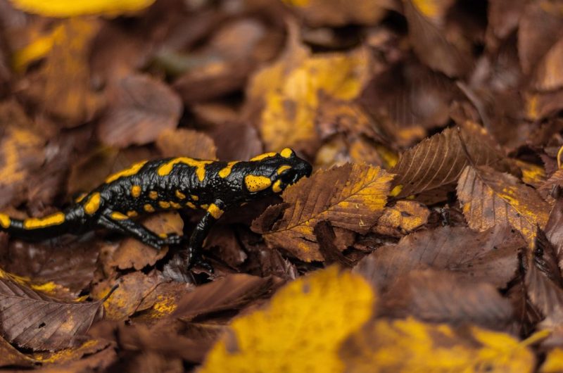 salamandre