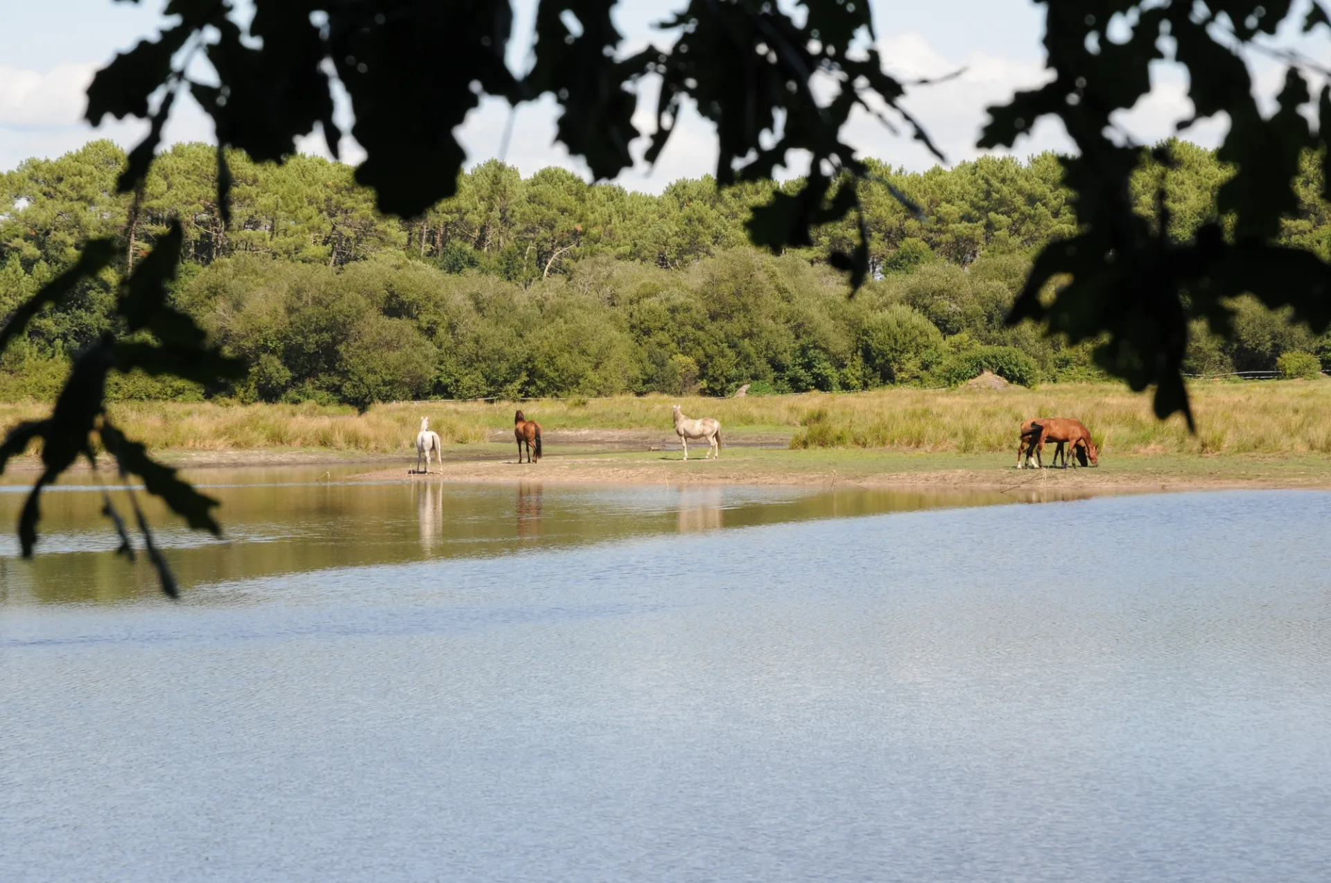 A Bias, sentier pédestre “L’Etang du Bourg Vieux”