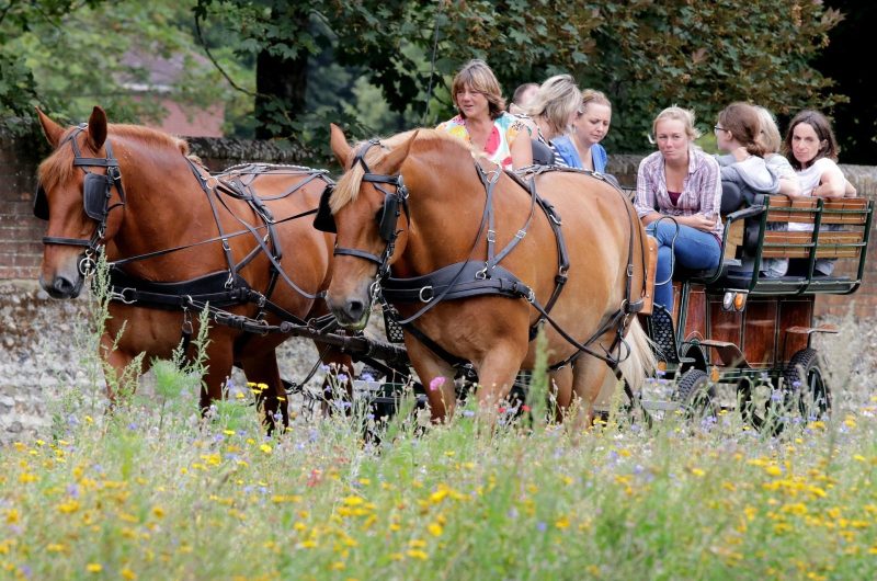 shepherdmedia-horse-5144469_1920