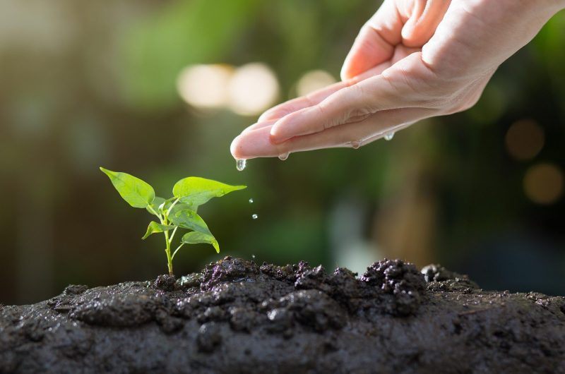 thophilong-soil-8080788-1920