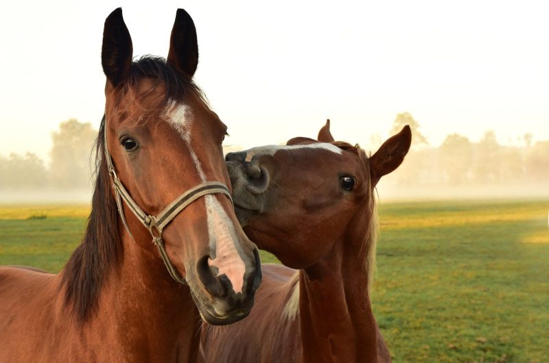 ulleo-horses-3747374